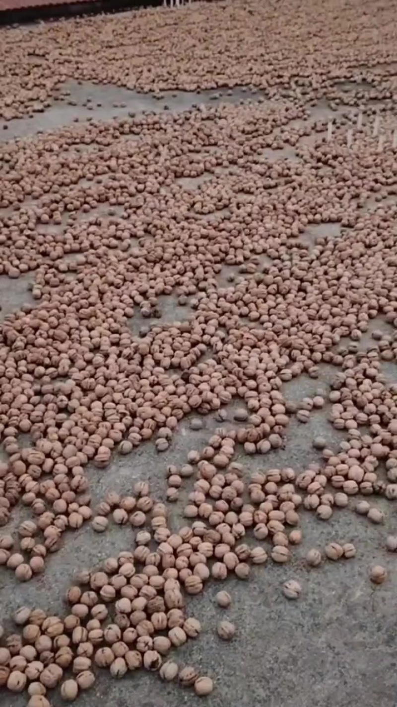 特产大核桃