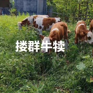 西门塔尔牛犊