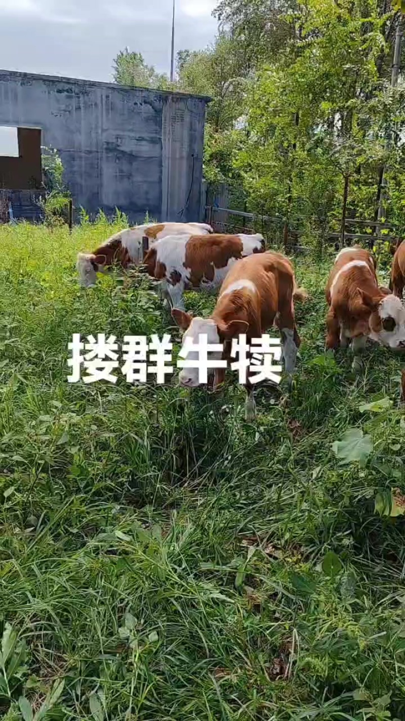 西门塔尔牛犊