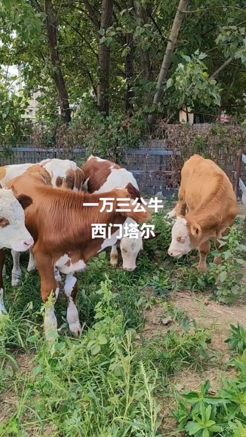 西门塔尔牛犊