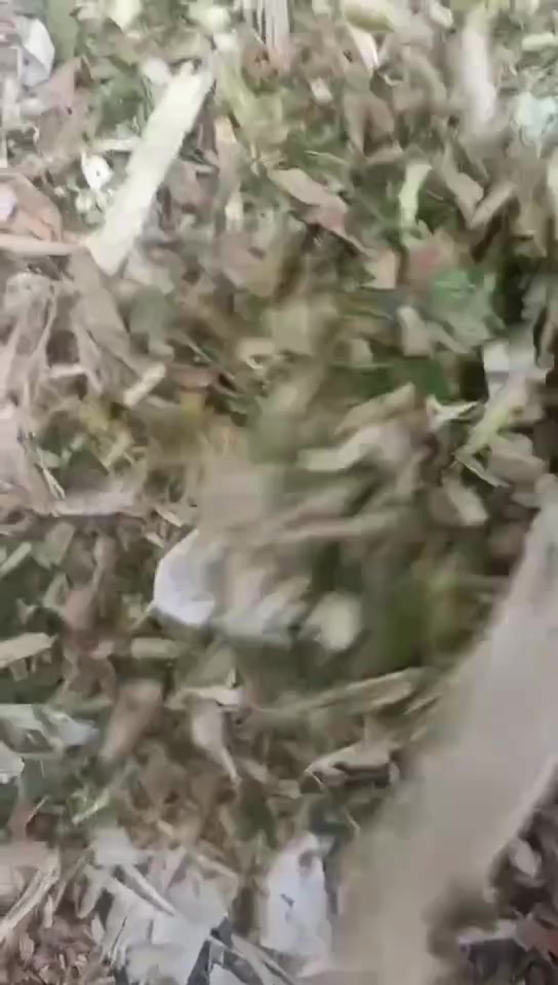 散装黄储