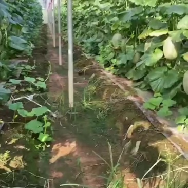 广西北海哈密瓜陆续上市精品货