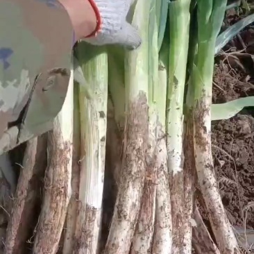 吉林大葱白菜价
