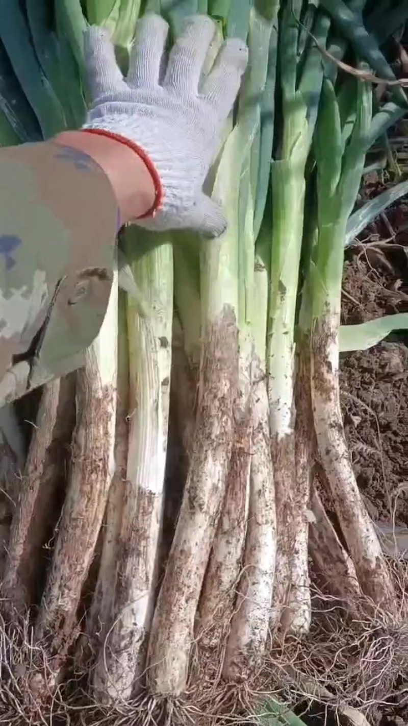 吉林大葱白菜价