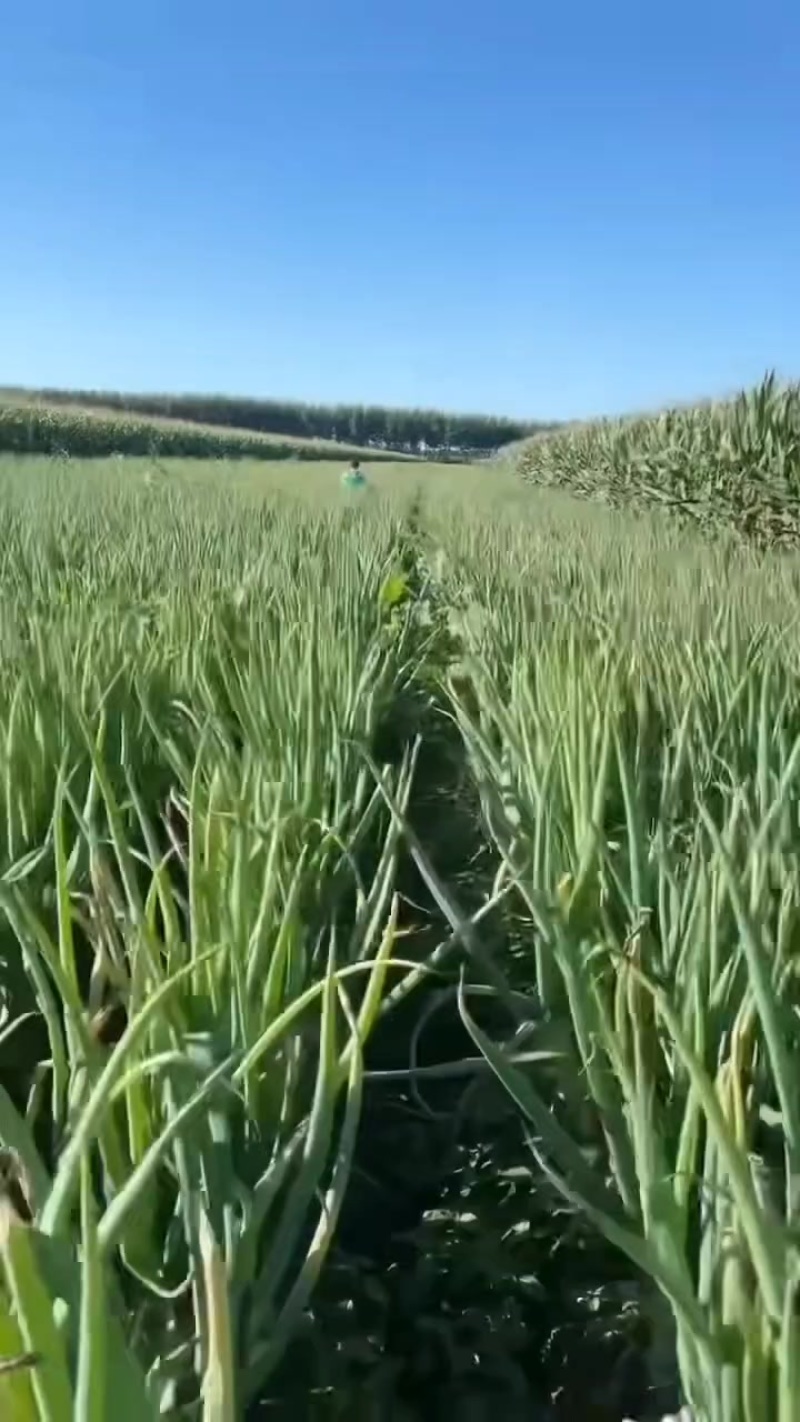 吉林大葱白菜价