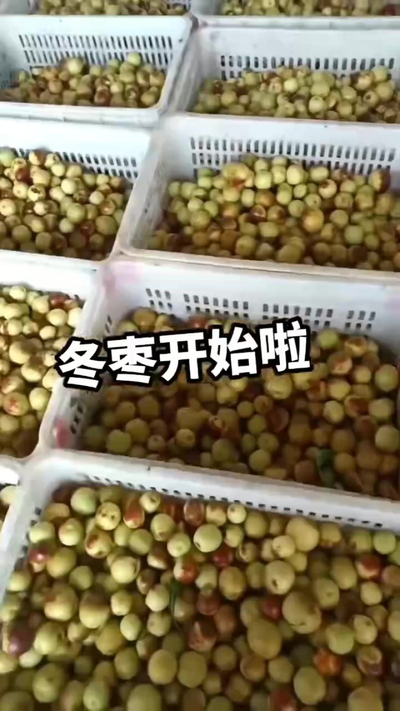 大棚冬枣脆又甜，量大从优，山东滨州沾化下洼对接客商电商团