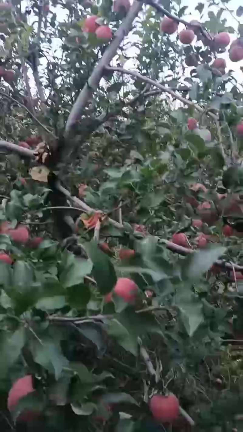 不套袋苹果，冰糖心