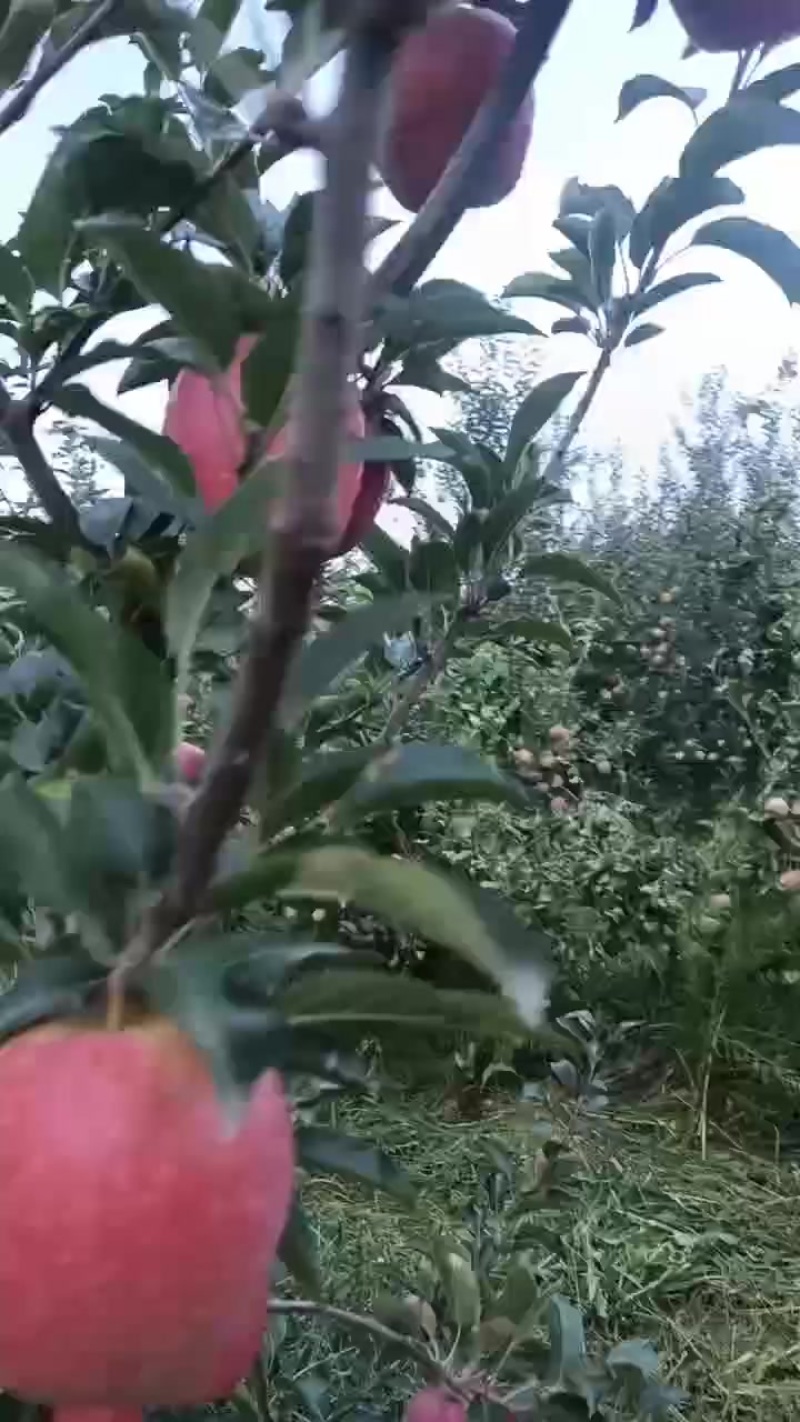 不套袋苹果，冰糖心