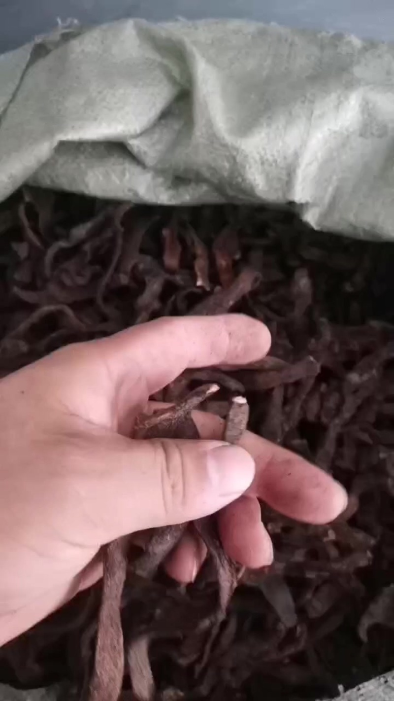 骨碎补