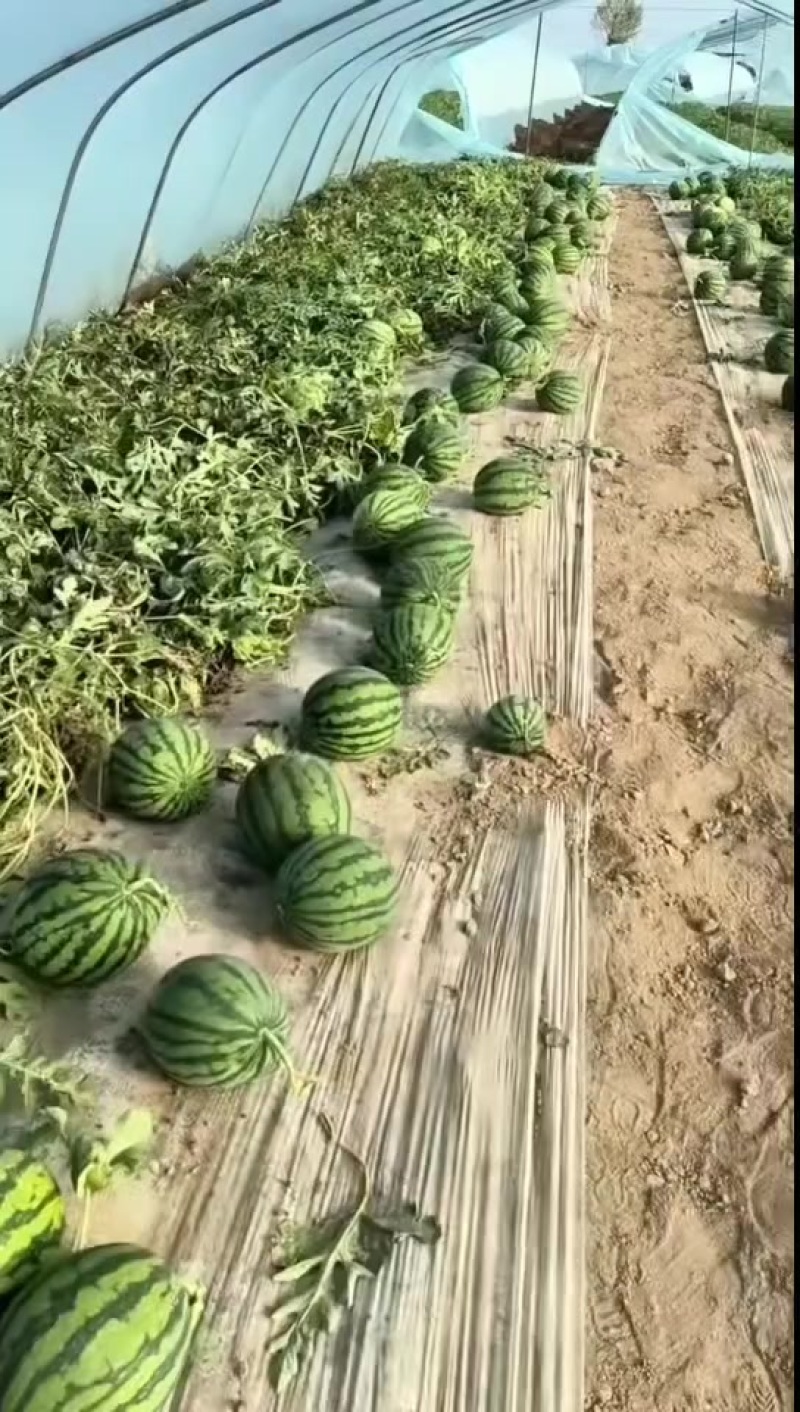 精品美都二茬高次大量有货