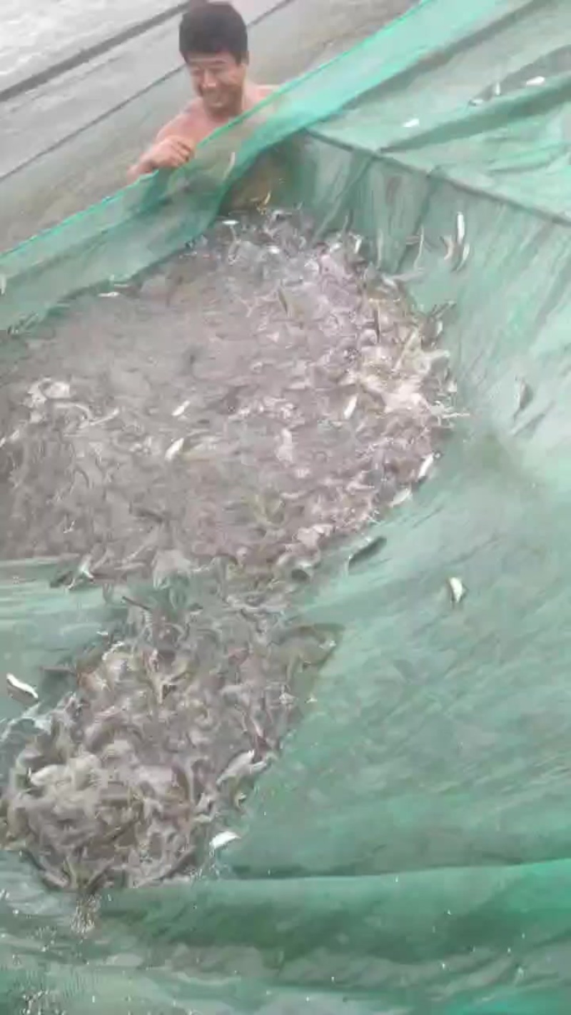 马口鱼。25条左右一斤。欢迎各位老板前来选购。