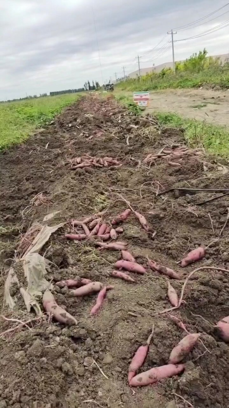 岳龙甘薯红瑶