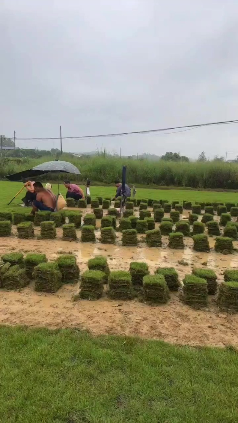 精品马尼拉草皮