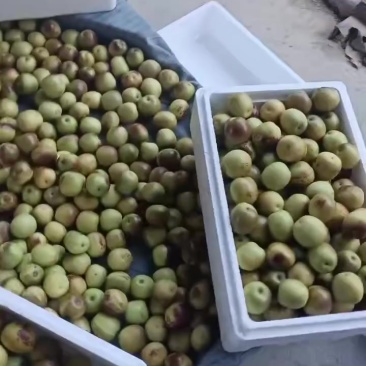 沾化冬枣