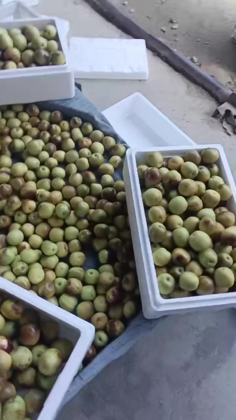 沾化冬枣