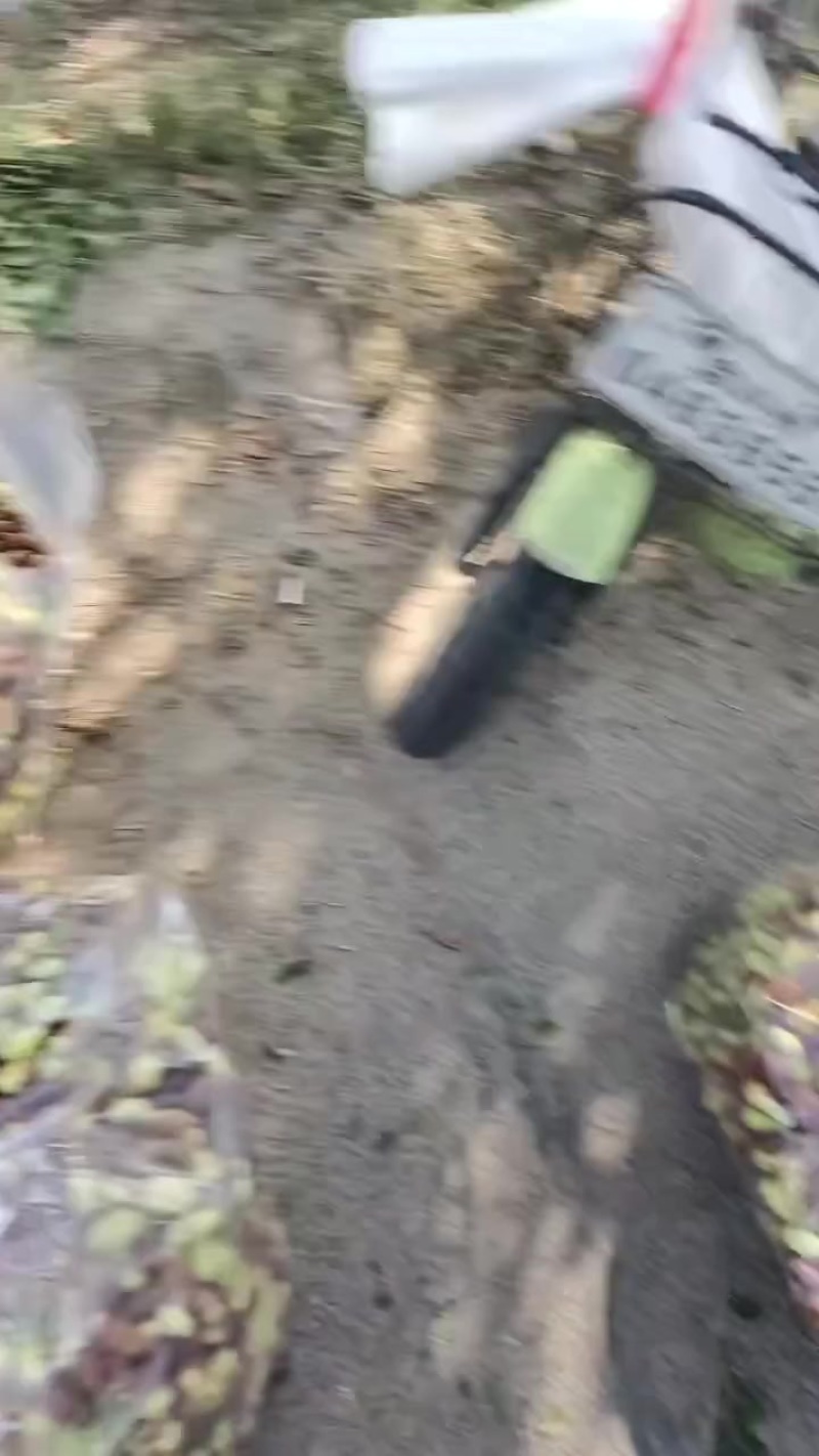 沾化冬枣