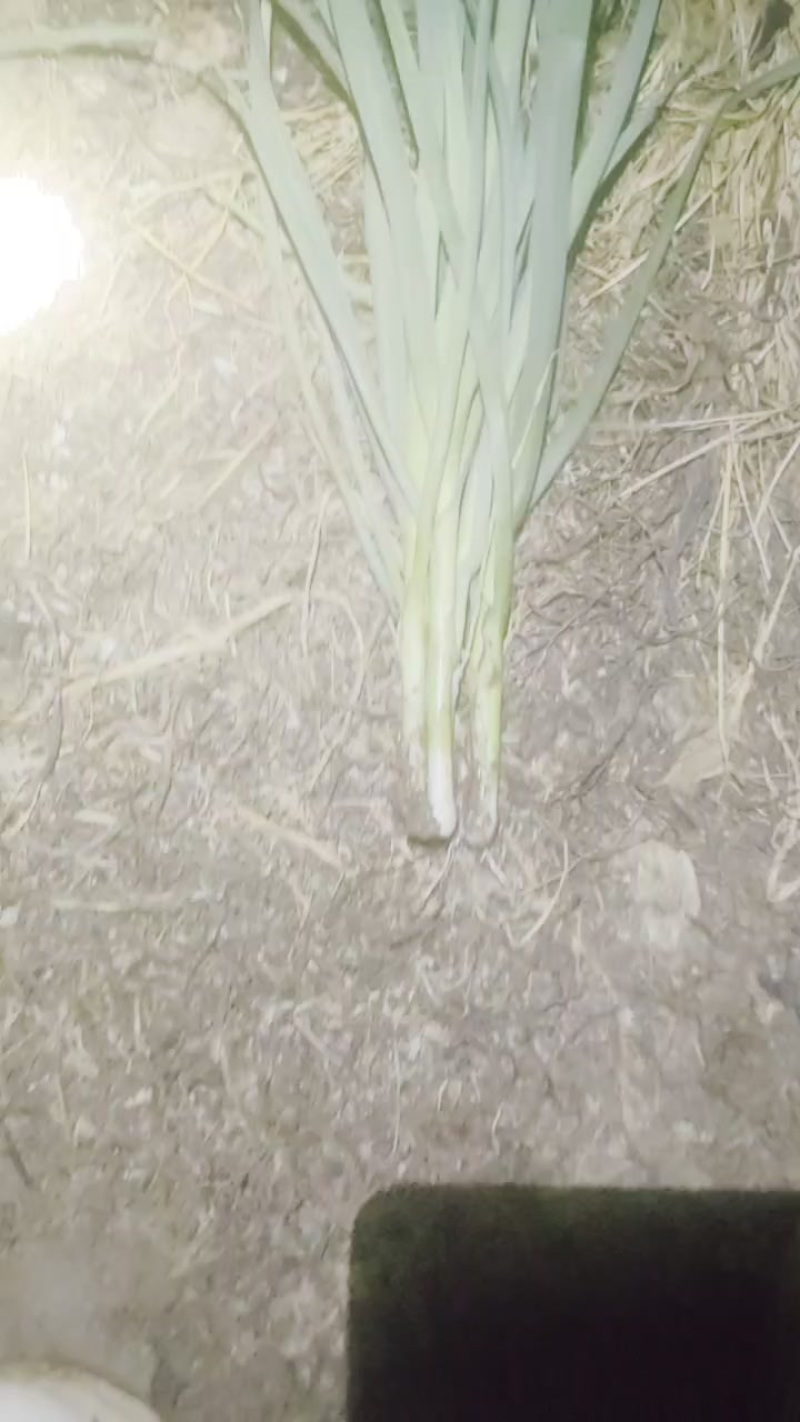 白根蒜苗大量有货，还有电商货。