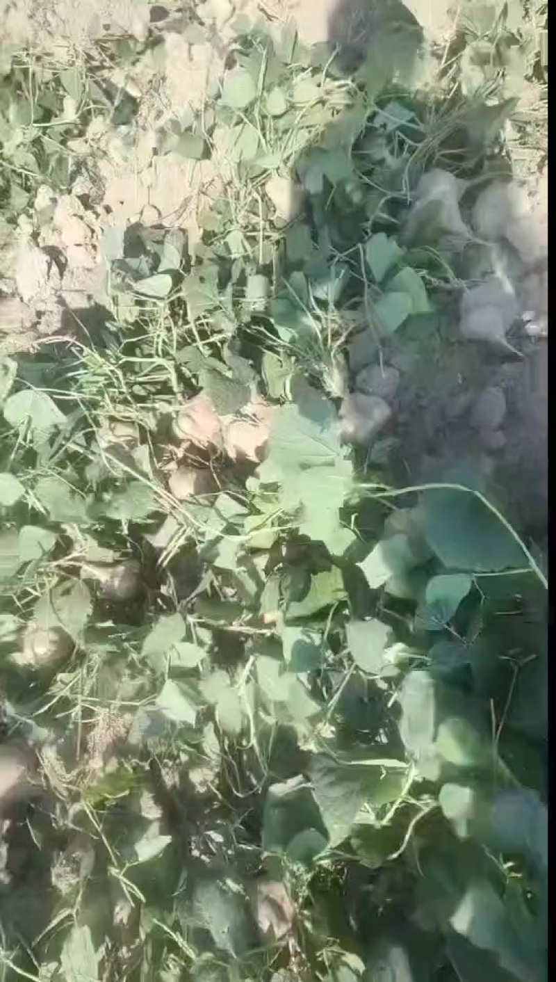 需要的来