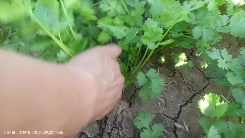 铁杆大叶香菜