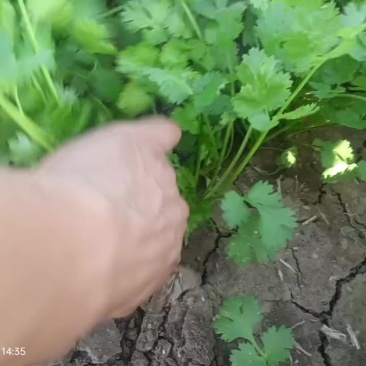 铁杆大叶香菜