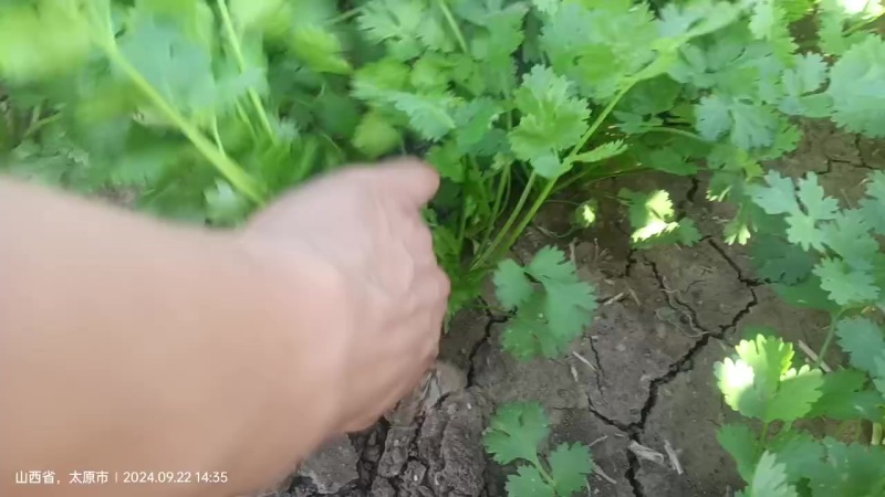 铁杆大叶香菜