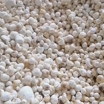 旱半夏种子干货。需要的老板联系我，***********