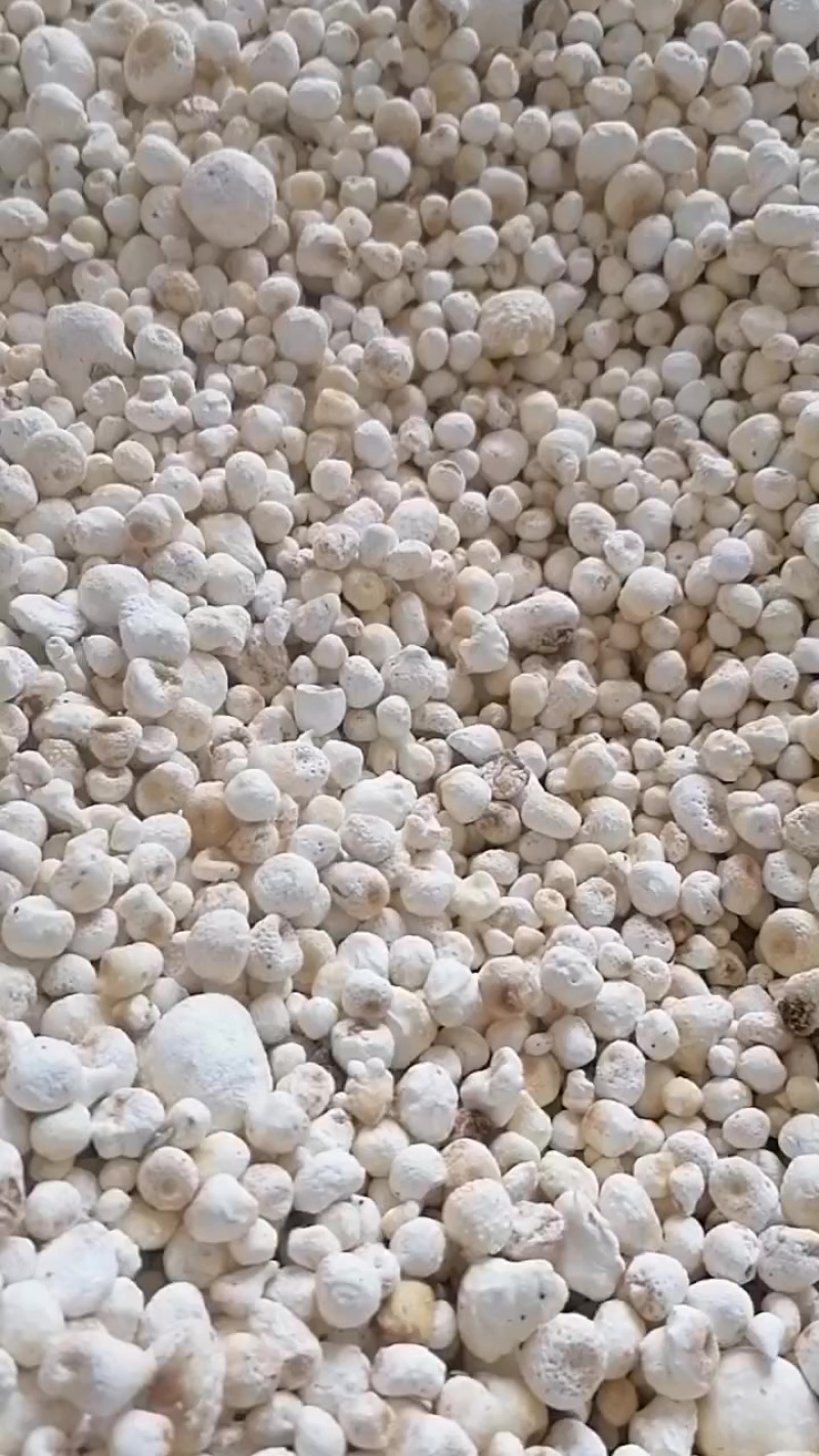 旱半夏种子干货。需要的老板联系我，***********