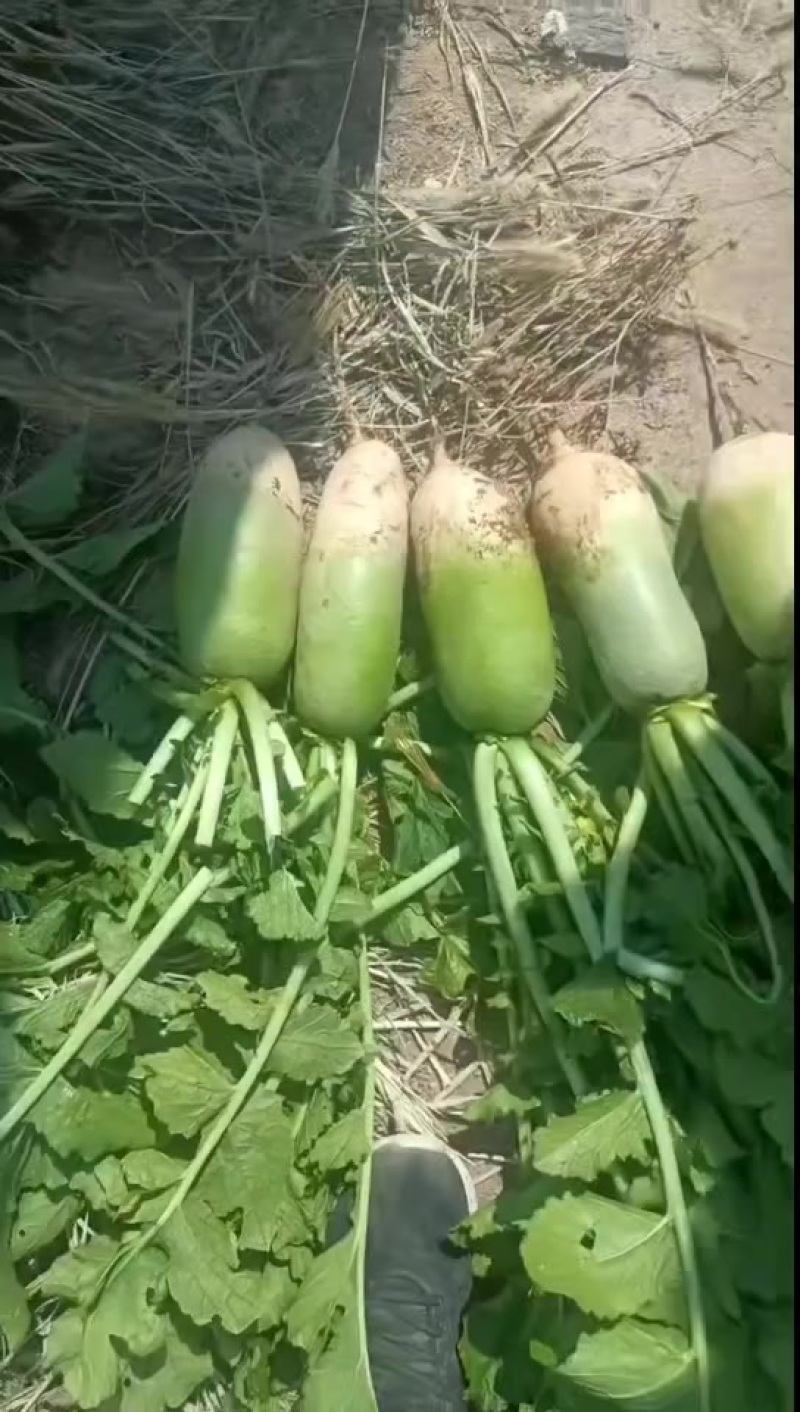 新鲜现挖青头萝卜白萝卜水果萝卜各种规格大量供应