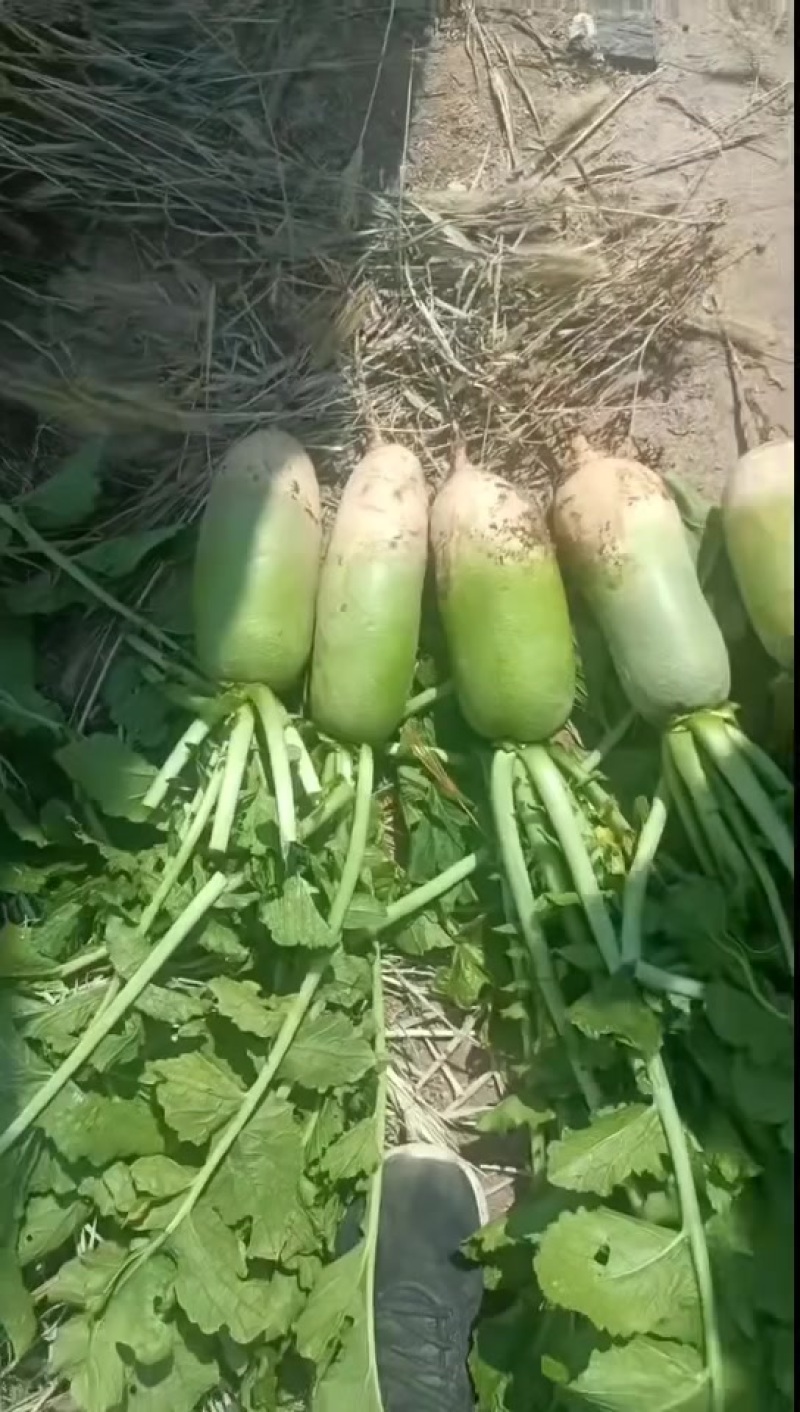 新鲜现挖青头萝卜白萝卜水果萝卜各种规格大量供应