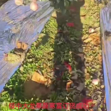 寒富苹果