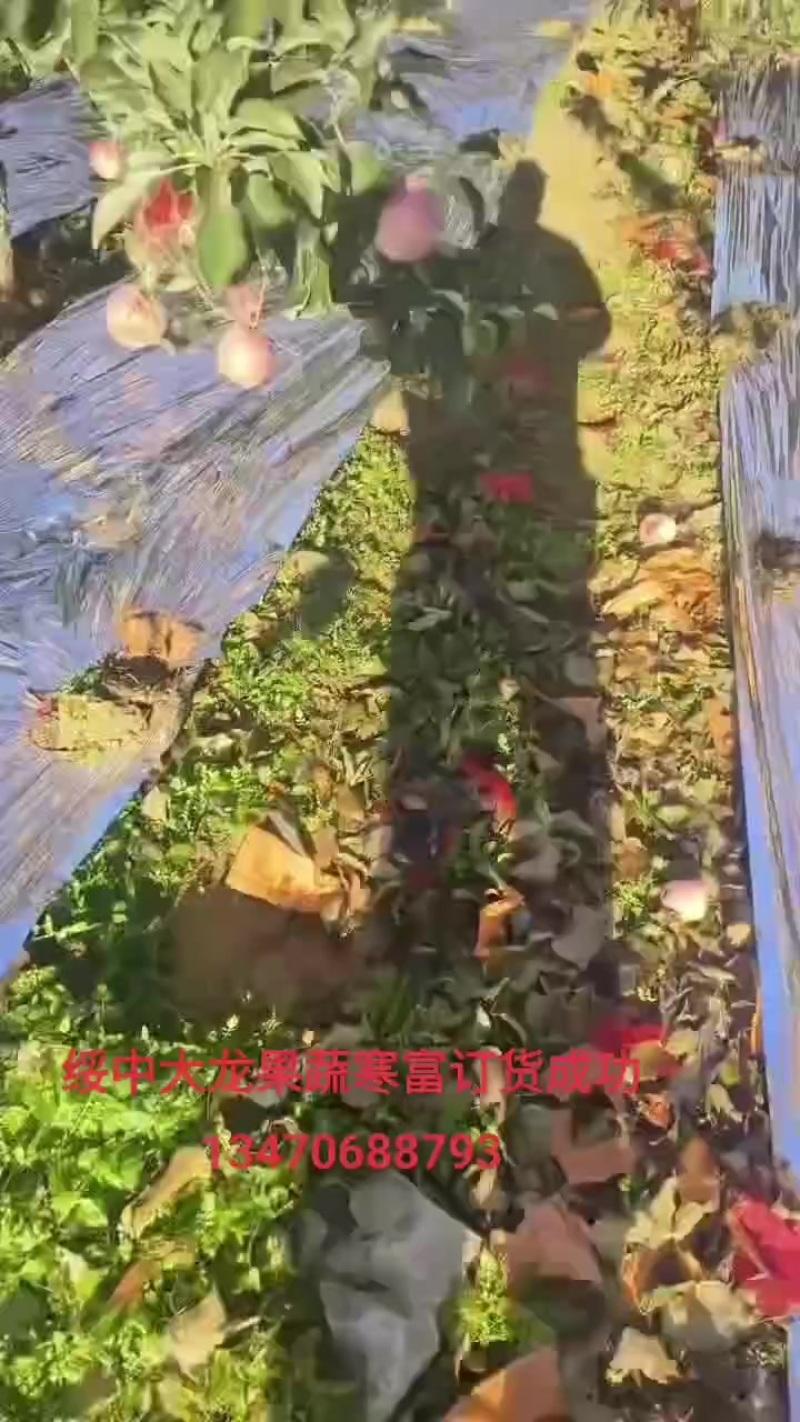 寒富苹果