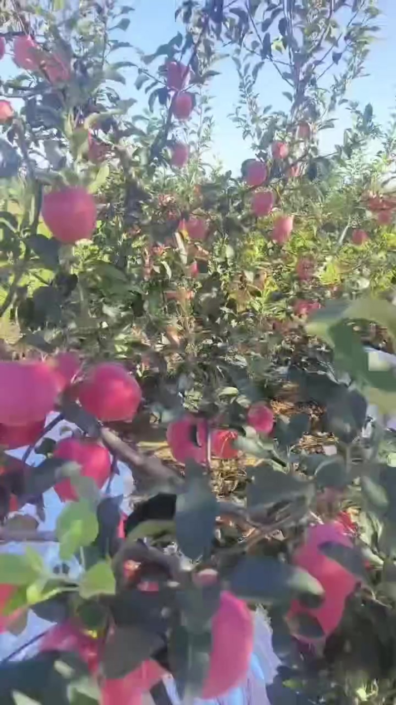 寒富苹果