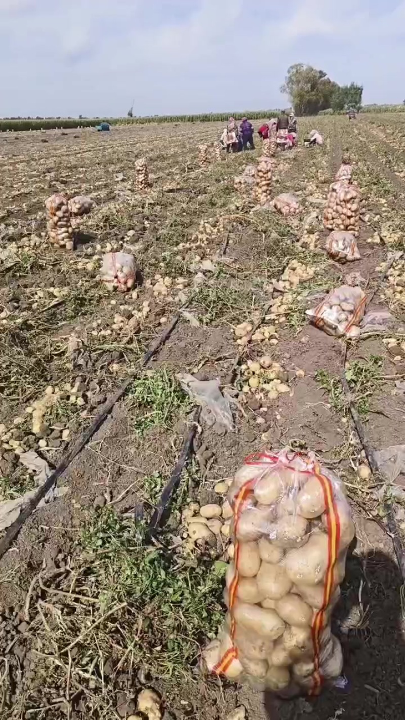 黑龙江省双城区实验一土豆大量上市了质量嘎嘎价格便宜