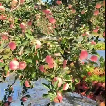 寒富2，3天可以下树，