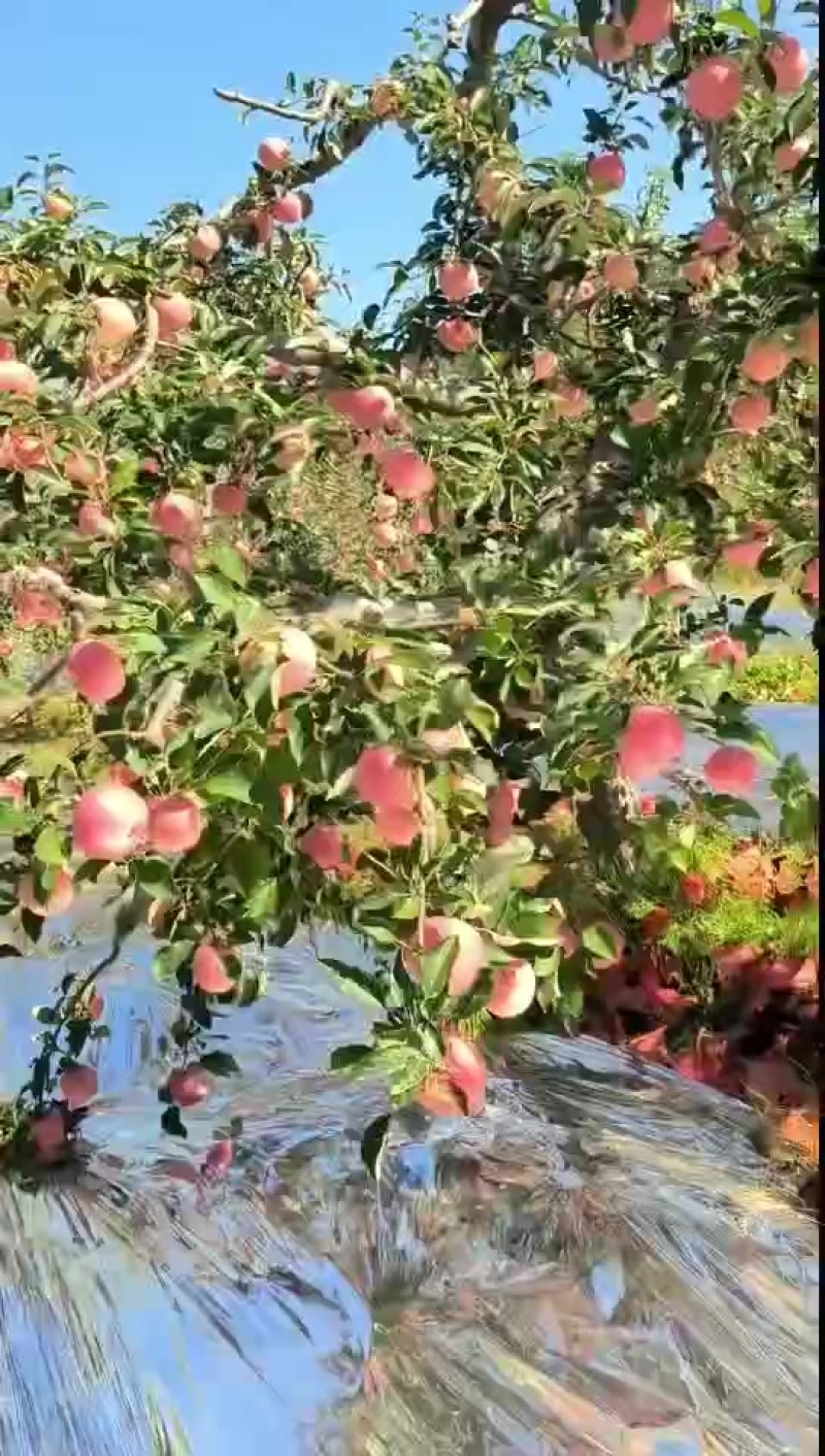 寒富2，3天可以下树，