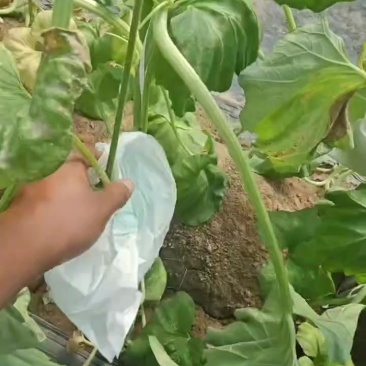 河北饶阳玉菇，从早春暖棚4月份上市一直有货到10月份长期