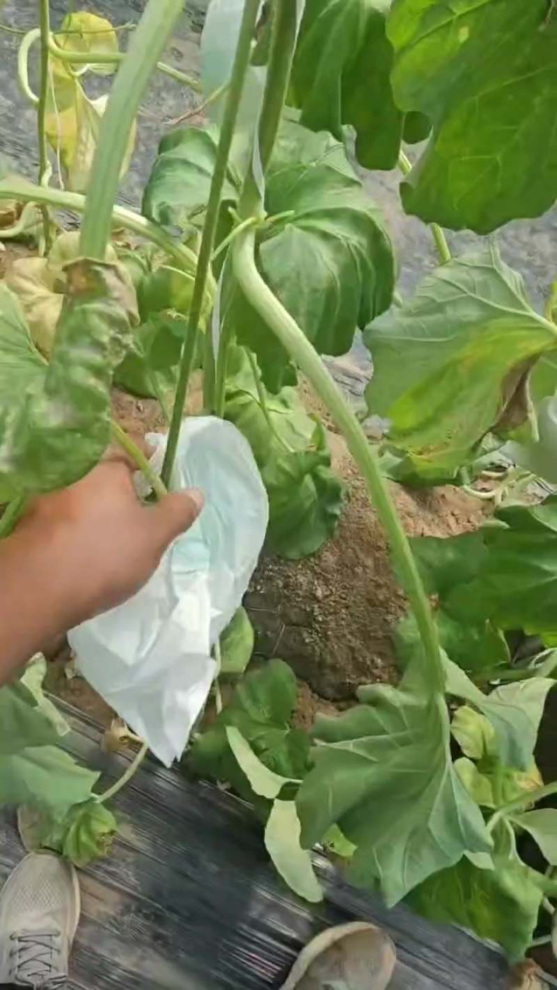 河北饶阳玉菇，从早春暖棚4月份上市一直有货到10月份长期