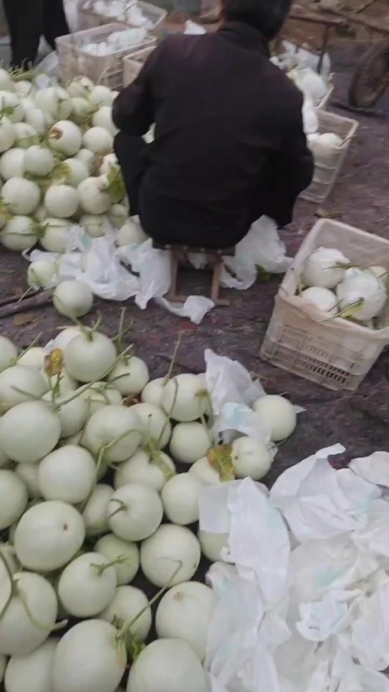 河北饶阳玉菇，从早春暖棚4月份上市一直有货到10月份长期
