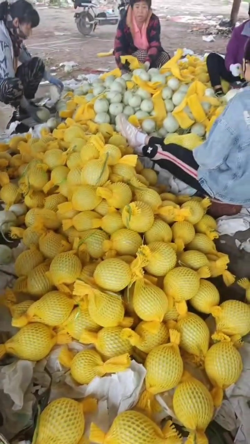 河北饶阳玉菇，从早春暖棚4月份上市一直有货到10月份长期