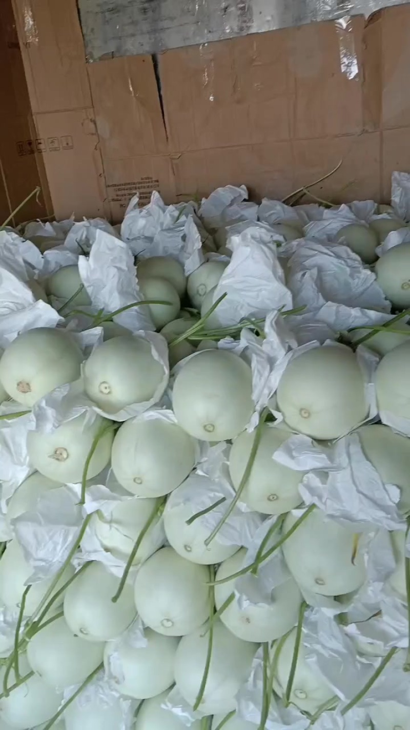 河北饶阳玉菇，从早春暖棚4月份上市一直有货到10月份长期