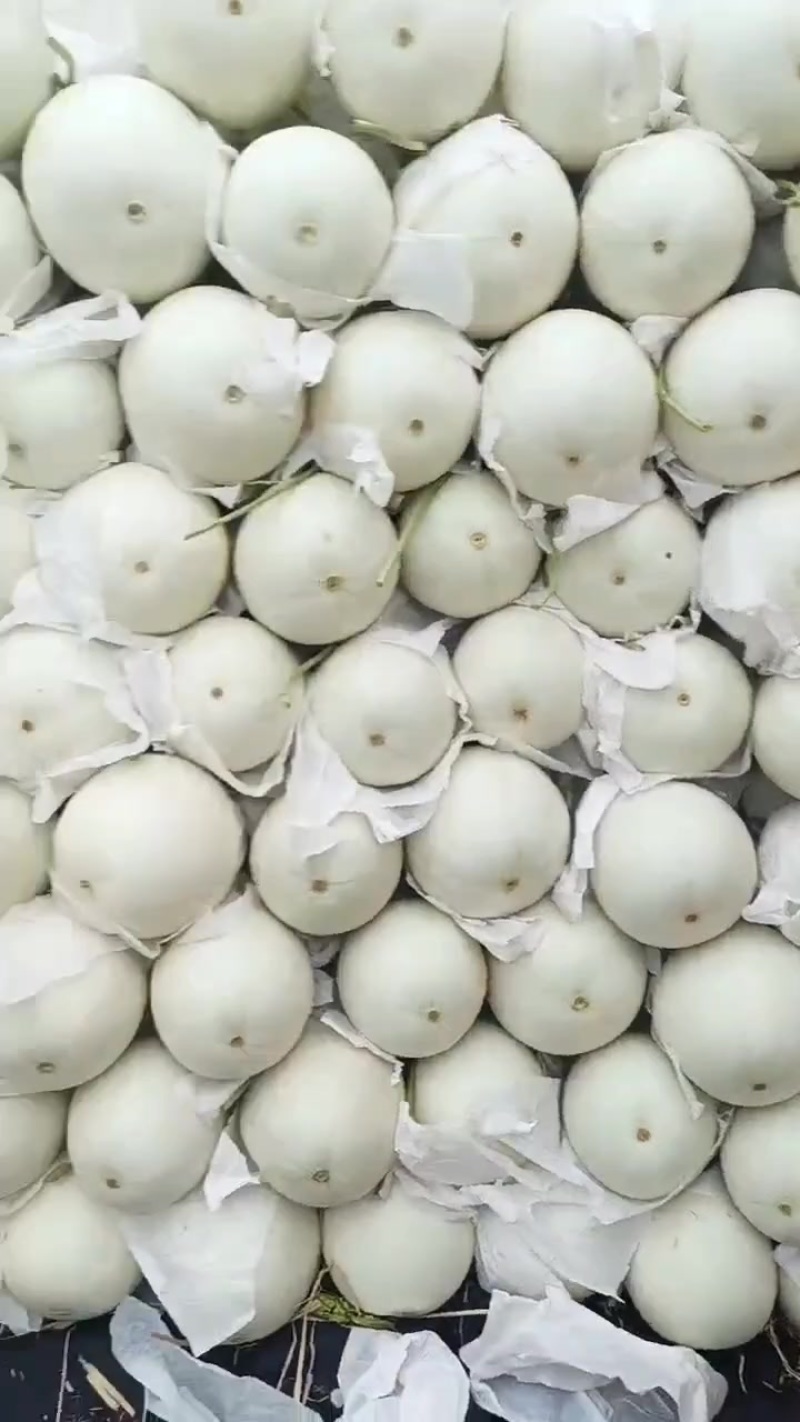 河北饶阳玉菇，从早春暖棚4月份上市一直有货到10月份长期