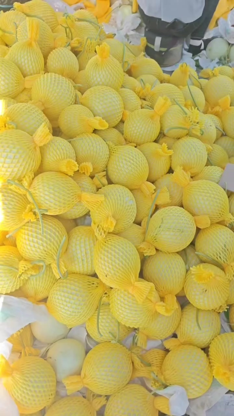 河北饶阳玉菇，从早春暖棚4月份上市一直有货到10月份长期