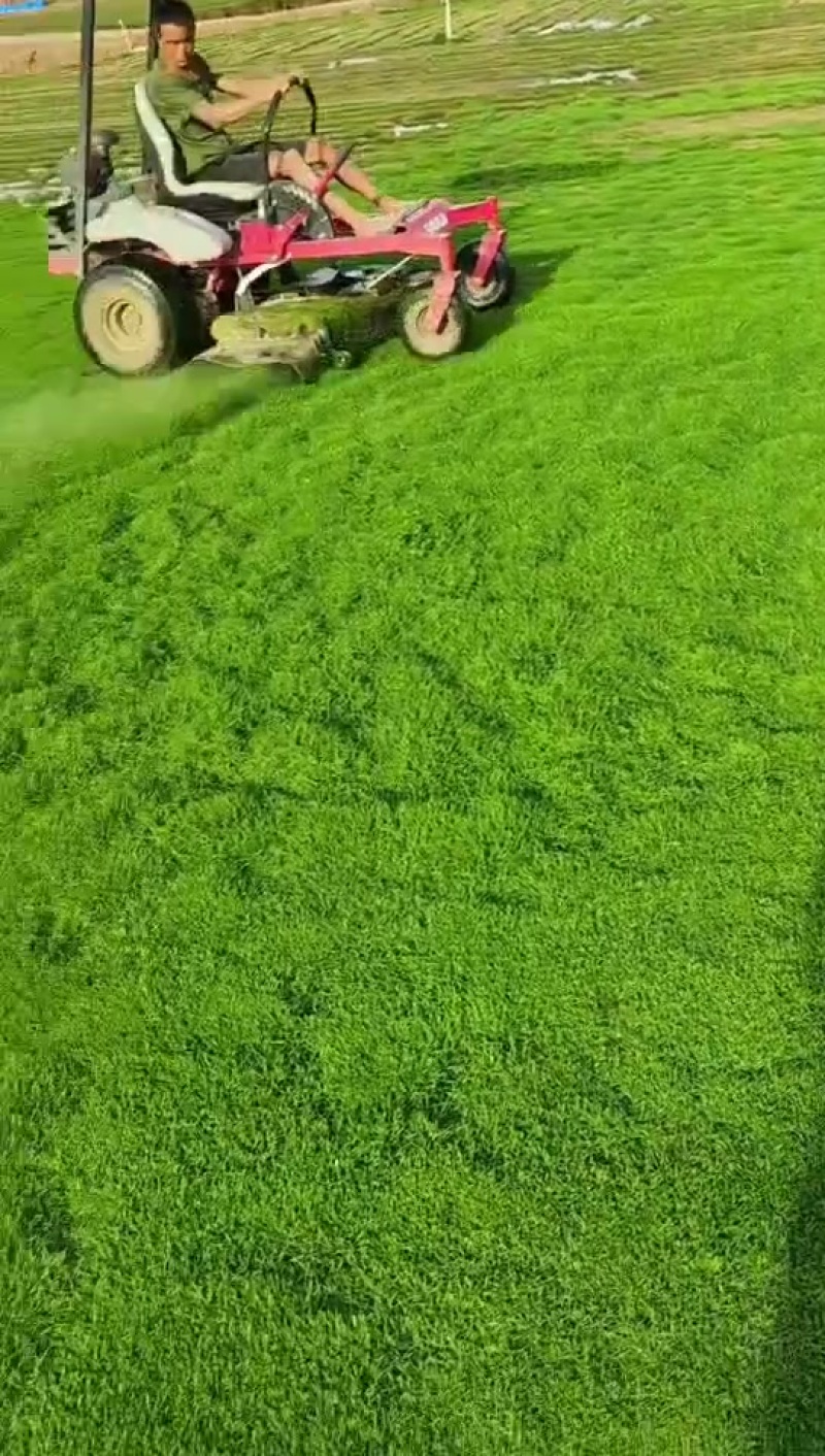 台湾草皮，大叶油草皮
