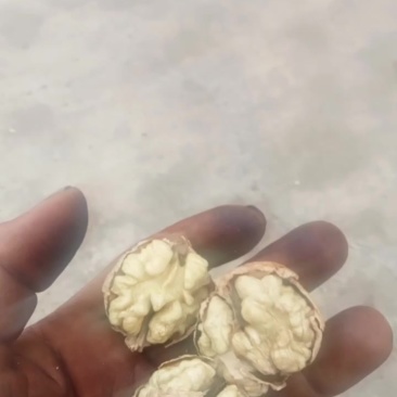 云南临沧1800海拔烤干核桃，富含高营养高蛋白