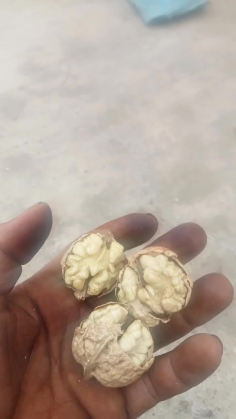 云南临沧1800海拔烤干核桃，富含高营养高蛋白