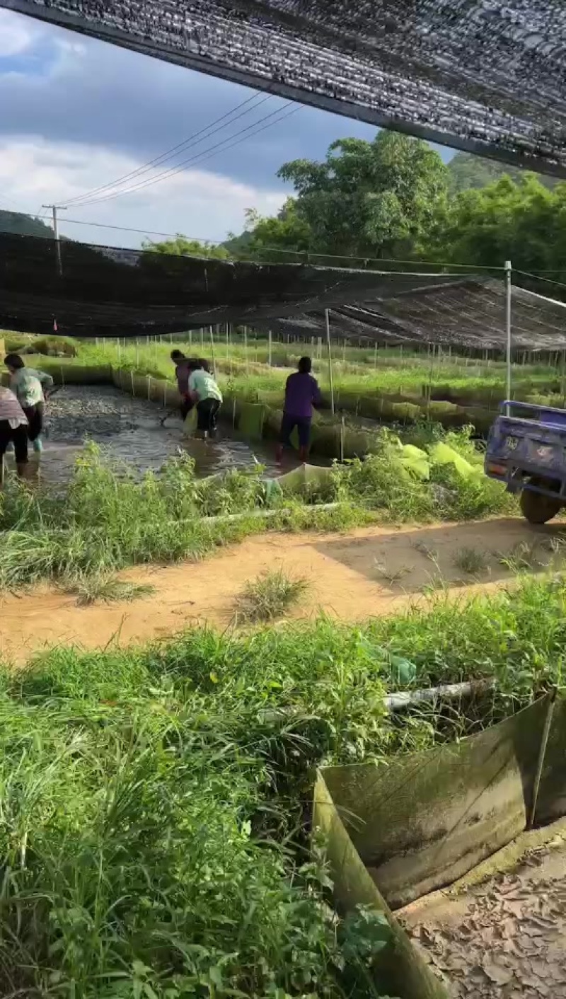 广西符记牛蛙批发