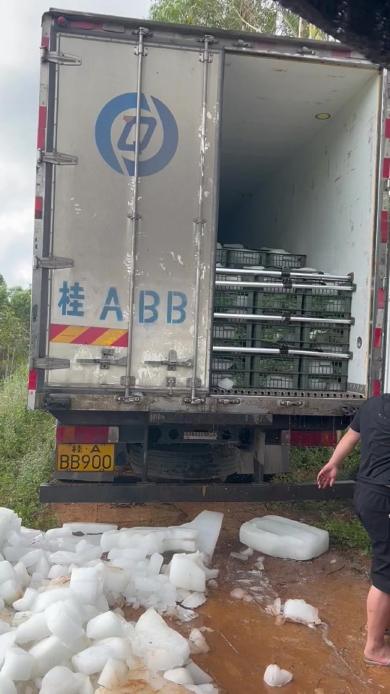 广西符记牛蛙批发