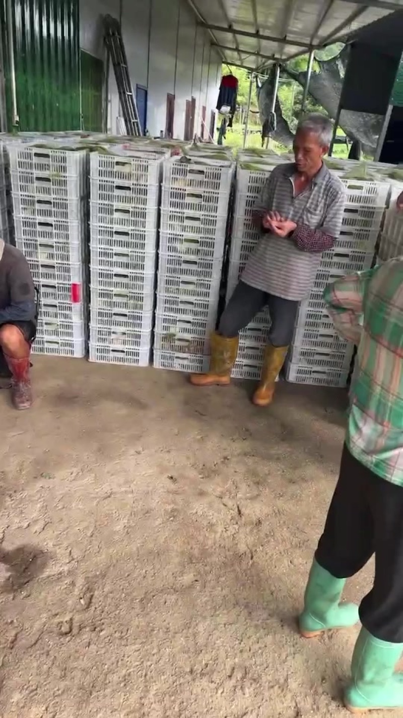 广西符记牛蛙批发