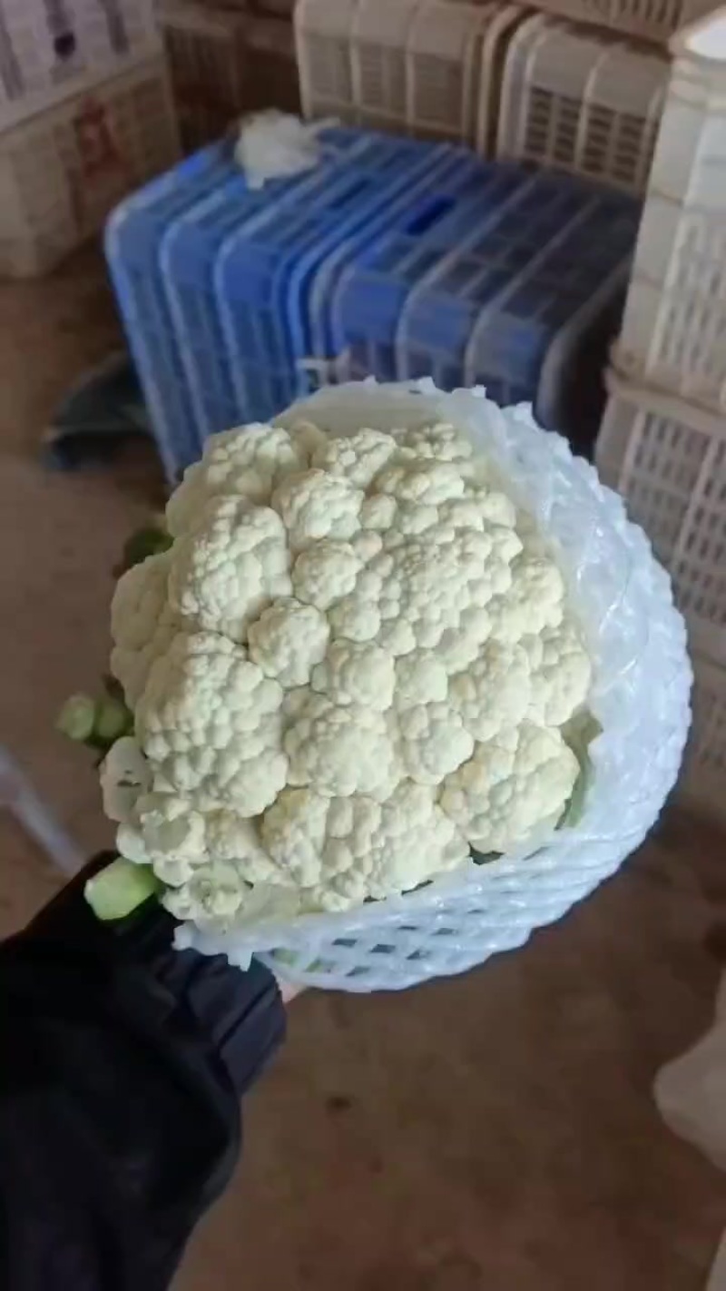 有机菜花