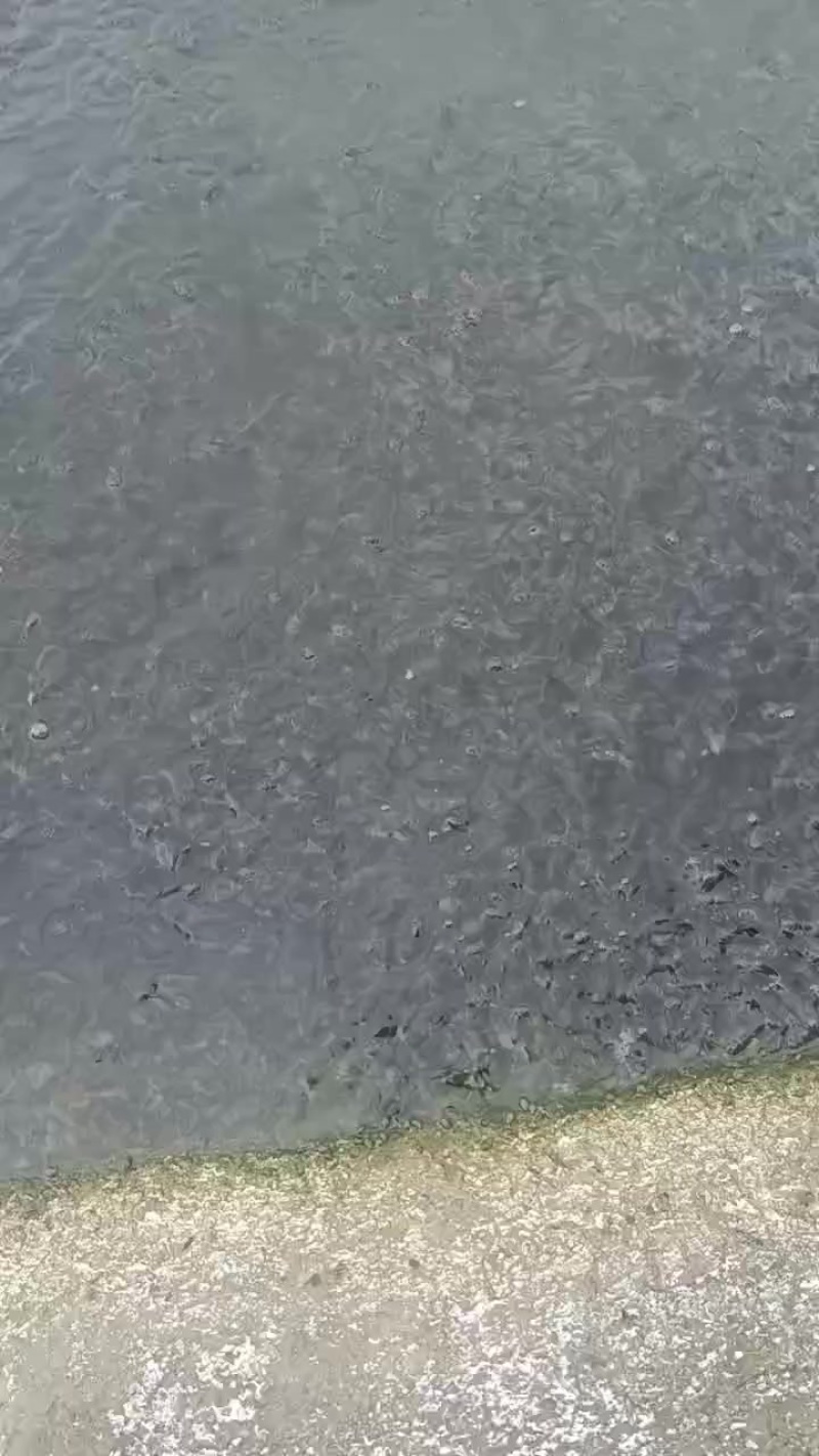 黄颡鱼苗350尾一斤